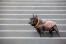 En vuxen fransk bulldogg som står högt på några trappsteg