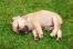 En otroligt liten fransk bulldoggvalp som sover i gräset