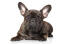 En ung fransk bulldogg med ett vackert, hopskrynklat ansikte och långa, spetsiga öron.