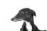Ett porträtt av en slående, svart greyhound