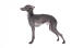 En härlig liten italiensk greyhound med vackert, kort, grått hår