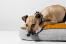En italiensk greyhound som tar en välförtjänt vila i sin säng
