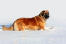 En underbar, vuxen leonberger som njuter av lite motion i Snow