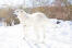 En fantastisk maremma sheepdog ute i naturen. Snow