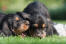 Två underbara små utterhundvalpar som leker i gräset