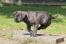 En vacker liten mörk päls picardy sheepdog valp som springer i full fart
