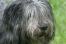 En närbild av en polsk lågländsk fårhunds otroligt långa päls