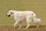 En pyreneisk bergshund som promenerar, med lång, tjock vit päls