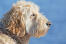 En närbild av en mjukpälsad wheaten terriers vackra skägg.