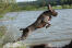En frisk vuxen spinone italiano som hoppar ut i vattnet
