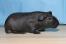 Ett svart hårlöst magert marsvin med en hårig näsa som är skrovlig och hårig