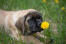 Mastiff-valp med blomma