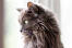 Närbild på huvudet av fluffig nebelung katt som tittar åt sidan