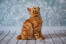 Röd amerikansk långhårig bobtail katt sitter och tittar upp