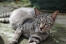 Asiatisk tabby katt som ligger utsträckt på marken