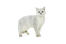 Brittisk korthårskatt med tippad katt mot vit bakgrund