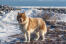 En stilig kanadensisk eskimåhund ute i vildmarken