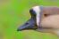 Kinesisk Goose närbild