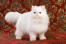 Udda öGon persisk katt mot en genomarbetad tygbakgrund