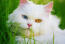 Udda öGon persisk katt nära upp i gräset
