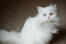 Fluffig persisk katt med udda öGon som tittar upp