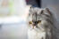 Persian pewter cat närbild av ansiktet