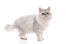 Silvertabby persisk katt som står framför en vit bakgrund