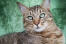 Närbild av pixie bob katt mot en grön bakgrund