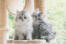 Två silvertabby persiska kattungar som sitter i ett kattträd