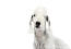 En närbild av en bedlington terriers vackra långa öron