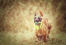 En glad belgisk herdehund (malinois) på promenad med en leksak