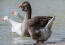 Toulouse Goose paddlar i vattnet