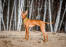 Cirneco dell'etna hund som står i en sandig glänta