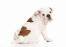 En ung engelsk bulldoggvalp med en vacker, vit och brun päls