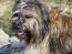 En närbild av en katalansk fårhunds underbart långa päls