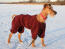 En vacker, lång irish terrier med en röd päls för att hålla den varm