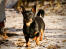 Lancashire-heeler-walking