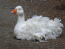 Sebastopol Goose liggande på marken