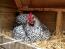 Wybar kyckling vilar i hönshuset