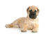 En ung, ljus bullmastiff som ligger tillbaka