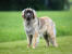 En frisk vuxen leonberger med en vacker, tjock päls