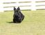 En vacker liten skye terrier med lång, svart päls och höga, spetsiga öron.