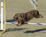 En choklad sussex spaniel som lyckas med agility