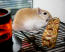 Gerbil som äter fruktig pinne i Qute gerbilbur Gerbil som äter fruktig pinne i Qute gerbilbur