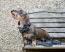 Hund i en bänk med sitt leopardmönstrade halsband och ledband