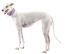 En vacker vit kapplöpningsvårdhund som står högt