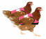 Dubbelpack med rosa kycklingjackor med hög skyddsnivå