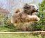 En tibetansk terrier som hoppar otroligt högt på agilitybanan.