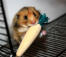 Hamster som äter tråkighet brytare i buren Hamster som äter tråkighet brytare i buren