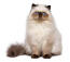Persisk cameo bicolor katt sittande mot en vit bakgrund